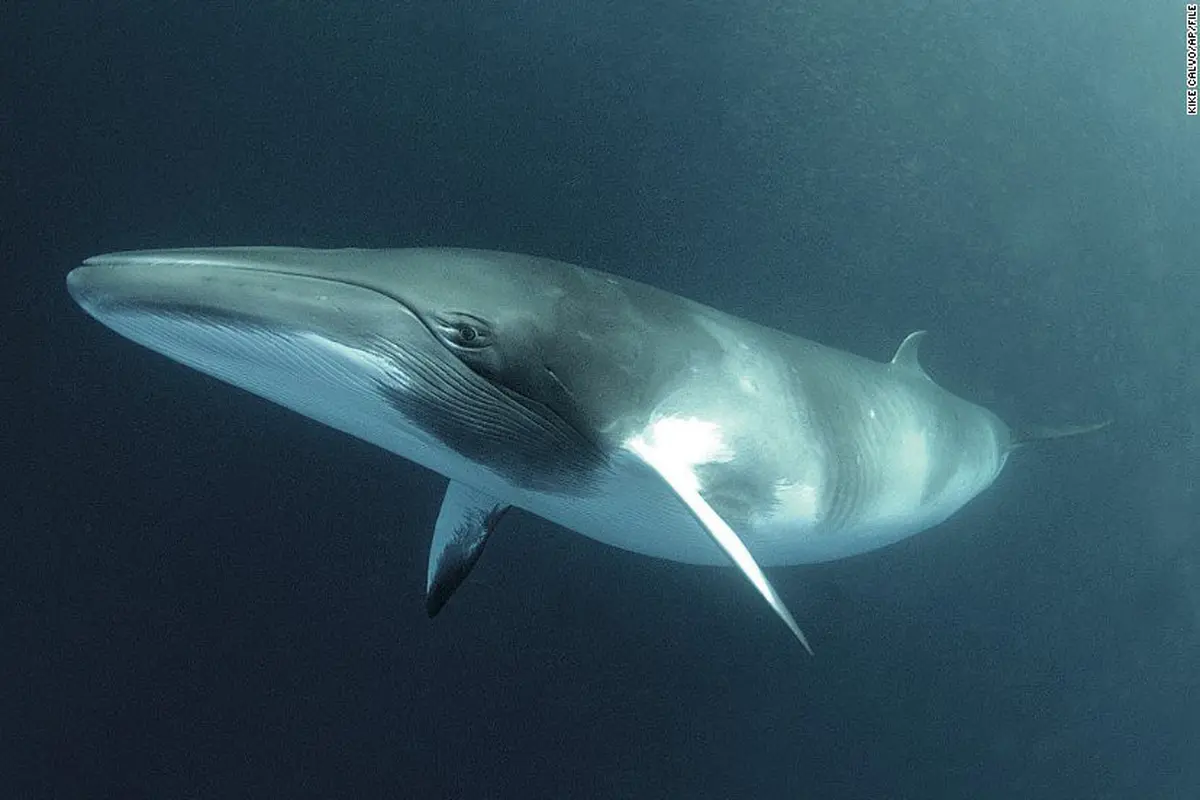 Minke Whales: A Complete Profile and Tragic Death Incident in New Jersey Waters