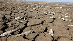 Sejumlah ikan mati akibat kekeringan yang melanda sungai Pilcomayo, Boqueron, perbatasan Paraguay dan Argentina, (3/7). Daerah ini sedang menghadapi musim kekeringan terburuk dalam dua dekade terakhir. (REUTERS / Jorge Adorno)