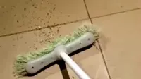 Seorang penghuni rumah di Australia terhenyak ketika memukul seekor laba-laba menggunakan sapu.