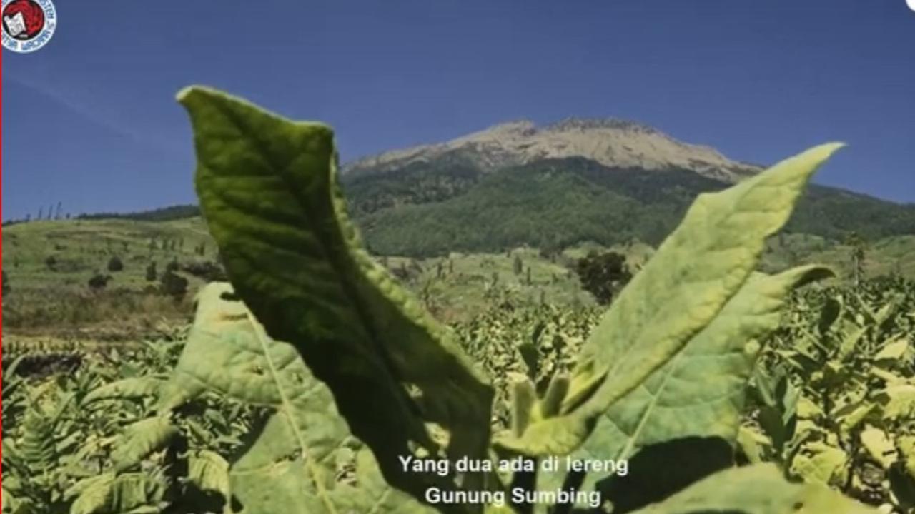 Kisah Para Petani Tembakau Srintil di Lereng Gunung Sumbing, Alami Masa Sulit