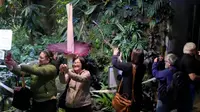 Para pengunjung menyaksikan bunga bangkai yang tengah mekar di California Academy of Sciences' Osher Rainforest, San Francisco, pada 28 Februari 2024. (Foto: AP/Jeff Chiu)