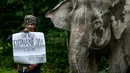 Penjaga hutan berpose sambil memegang plakat dekat gajah Sumatera pada Hari Gajah Sedunia di Conservation Response Unit, Sampoiniet, Kabupaten Aceh Jaya, Provinsi Aceh, Rabu (12/8/2020). Hari Gajah Sedunia diperingati setiap tanggal 12 Agustus. (CHAIDEER MAHYUDDIN/AFP)