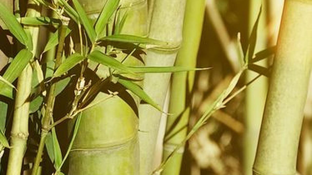 Misteri Tanaman Bambu Unik di Jepang, Berbunga 120 Tahun Sekali Lalu Mati