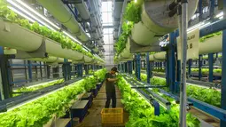 Sayuran seperti thai basil, italian basil, selada, shiso perilla, dan mint dipanen dari pertanian vertikal setinggi 18 meter ini. (merdeka.com/Arie Basuki)