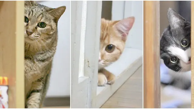 (c) rocketnews24.com