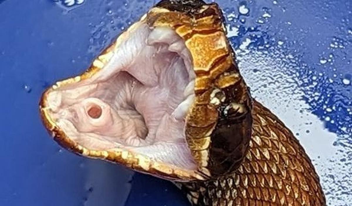 Ular ini hanya menyerang ketika merasa terprovokasi. Sebelum menyerang mereka sering memberi peringatan dengan membawa taring dan bagian putih di dalam mulutnya.