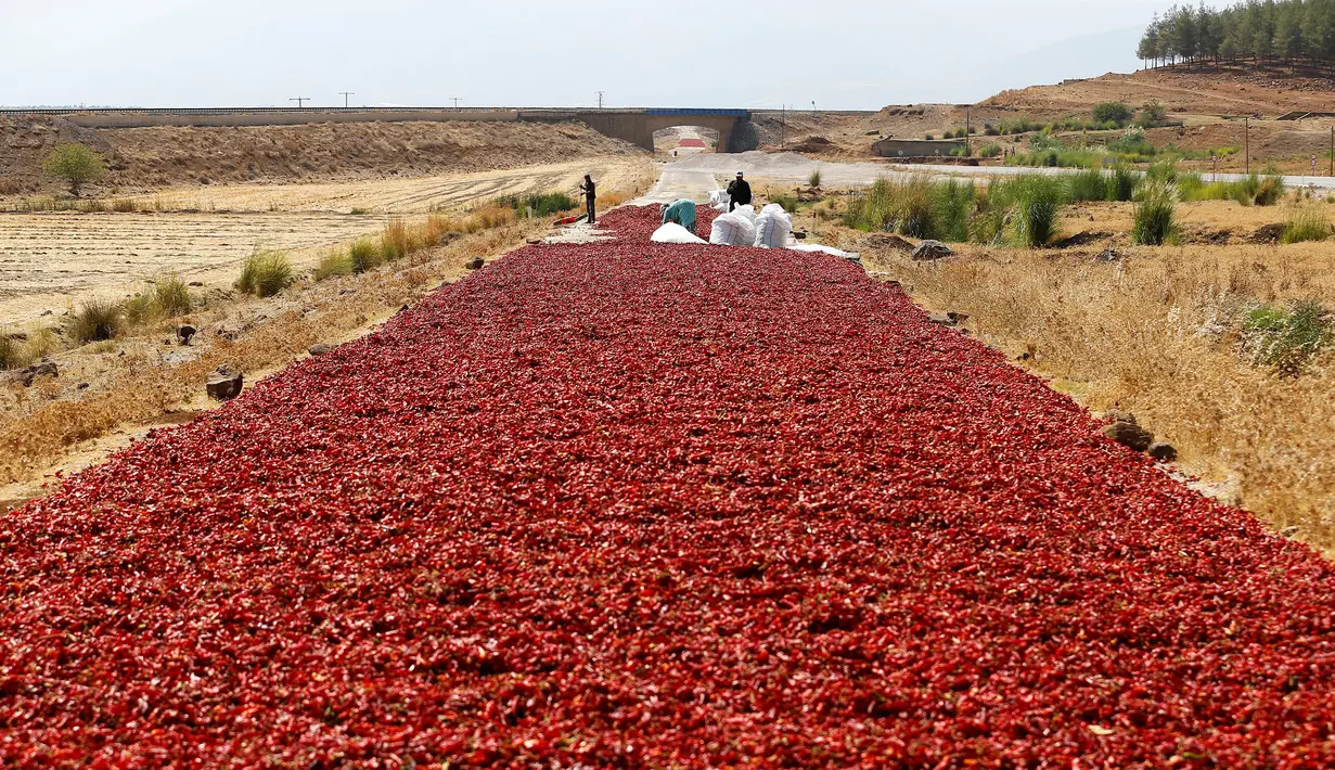 Para Petani saat menjemur cabai sebelum dijual ke pabrik di jalan raya di Provinsi Kilis, Turki (29/8). Jalan raya di Provinsi Kilis berubah menjadi merah akibat penuh dengan cabai yang dijemur oleh petani. (REUTERS/Umit Bektas)