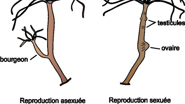 Hydra Berkembang Biak dengan Cara? Simak Penjelasannya - Hot Liputan6.com