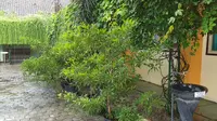 Suasana lingkungan SMP Negeri 5 Blora yang asri dan dipenuhi tumbuhan hijau. (Liputan6.com/ Ahmad Adirin)