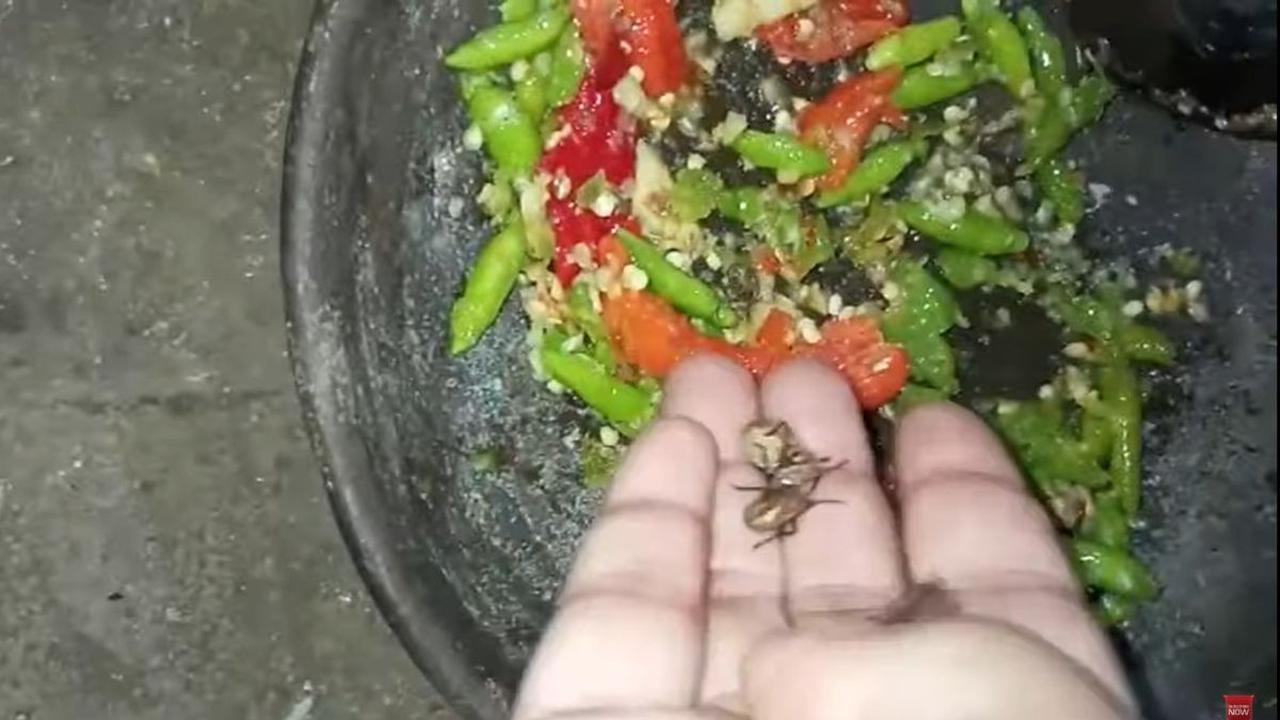 Dari Sejenis Hewan Kepik
