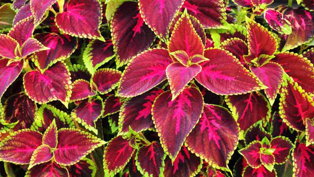 Tanaman Coleus.