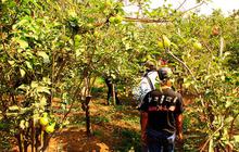 Beragrowisata ke kebun apel di Kota Batu
