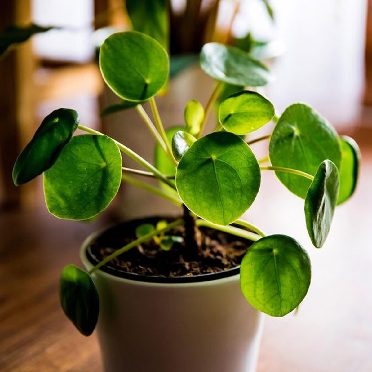 Chinese Money Plant