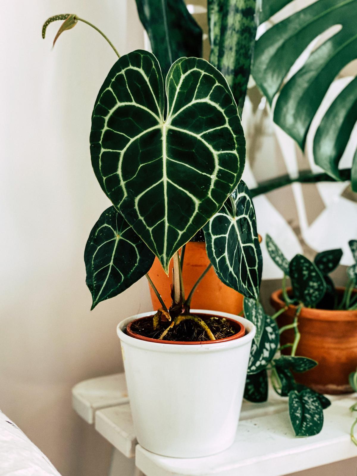 Tanaman Anthurium