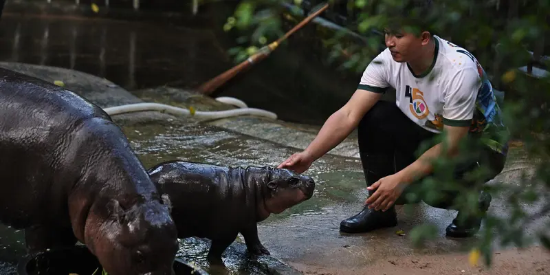 Antusiasme Pengunjung Kebun Binatang Khao Kheow Lihat Moo Deng, Bayi Kuda Nil yang Viral