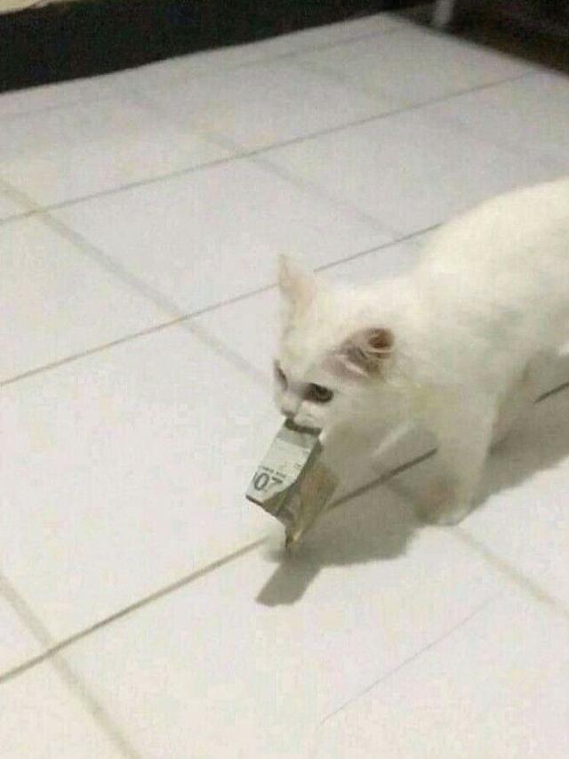 6 Tingkah Kucing Bawa Duit Majikan Ini Bikin Tepuk Jidat, Usil Banget