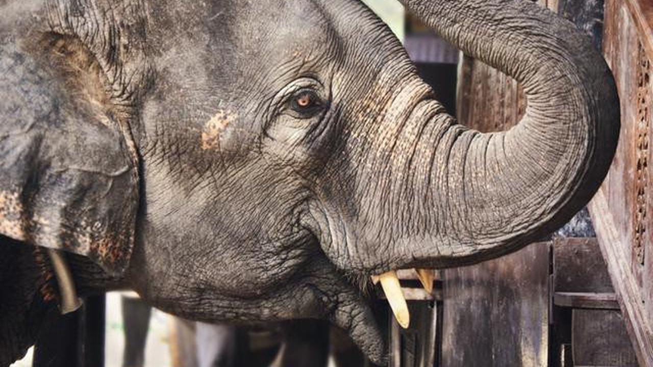 Atraksi Gajah Tunggang Resmi Dilarang di Seluruh Wilayah Indonesia
