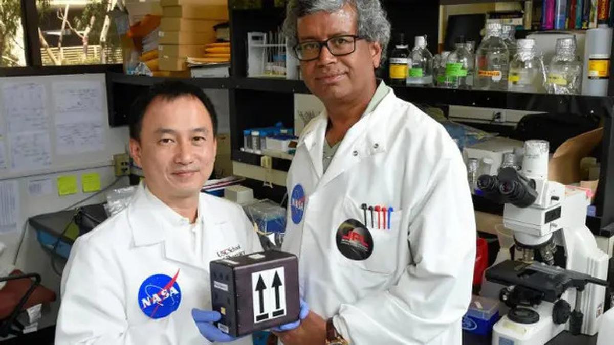 NASA dan Google Uji 'Dokter AI' untuk Obati Astronaut di Luar Angkasa, Bagaimana Cara Kerjanya?