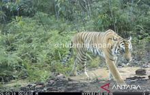 Harimau Sumatra Terekam Kamera Jebak di Hutan Harapan, Bukti Ekosistem Terjaga