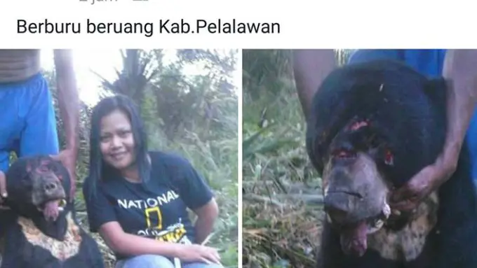 Sadis! Wanita Berkaos National Geographic Ini Tega Bunuh Beruang