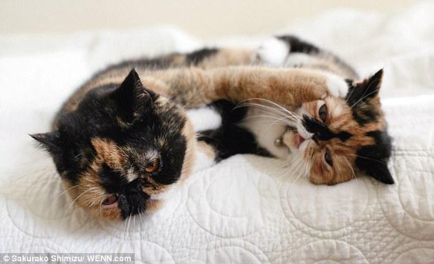Kedua kucing belang Sakurako yang sudah dewasa (c) Dailymail.co.uk