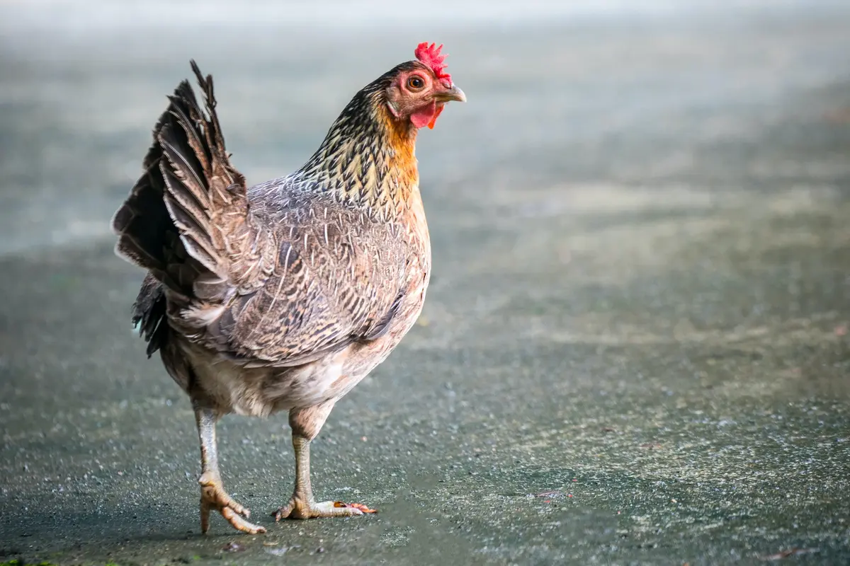 ayam