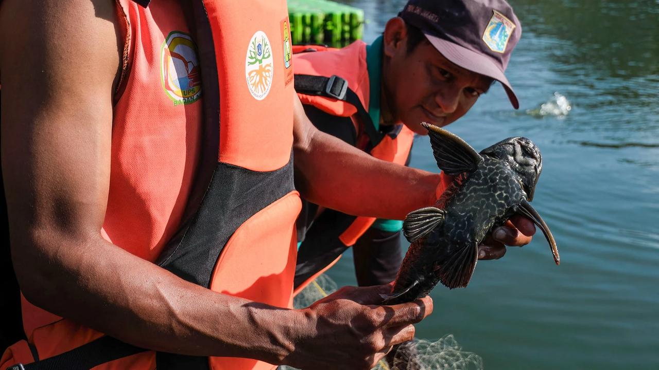 FOTO:Pemusnahan Ikan Sapu Sapu di Waduk Kaja Ciracas