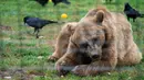 Seekor beruang coklat beristirahat di Suaka Beruang Libearty di Zarnesti, 180 km sebelah utara Bukares, Rumania, pada tanggal 16 Oktober 2024. (Mihai Barbu/AFP)