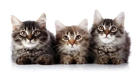 Bella-Shofie Jadi Nama Paling Populer Sedunia ... untuk Kucing - Lifestyle  Fimela.com