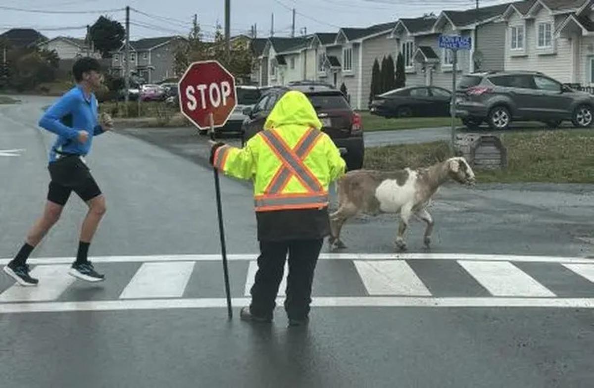 Tingkah Aneh Tapi Nyata Kambing Lepas Ikut Lari Maraton, Sabet Medali