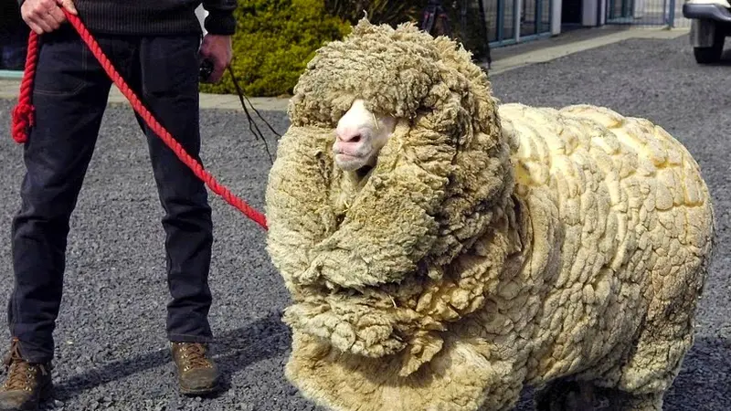 Domba Merino. (Amusing Planet)