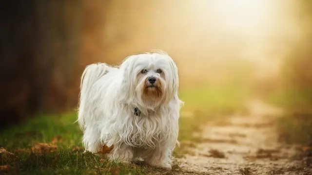 Havanese