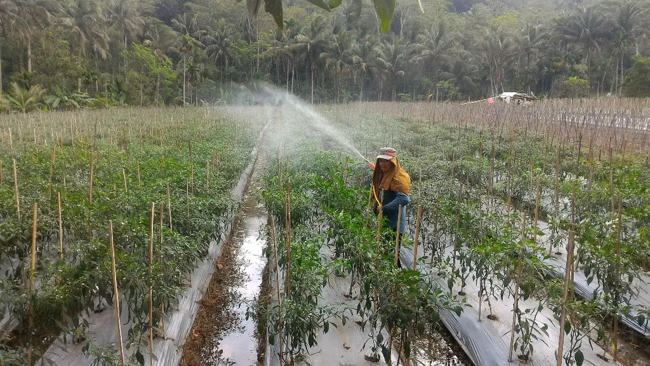 Petani cabai di Banjarnegara, Jawa Tengah. (Foto: Liputan6.com/Muhamad Ridlo)