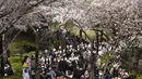 Orang-orang yang memakai masker  berjalan di bawah bunga sakura yang mekar penuh di sebuah taman di Seoul, Korea Selatan, Rabu, 6 April 2022. Musim semi telah tiba, saatnya berburu bunga sakura yang bermekaran. (AP Photo/Ahn Young-joon)