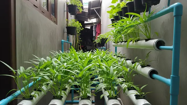 Cara Menanam Kangkung Hidroponik untuk Pemula di Rumah (AI Generated)