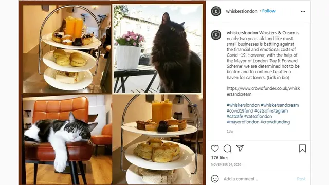 Perawat Berhenti dari Profesinya untuk Membuka Kafe Kucing