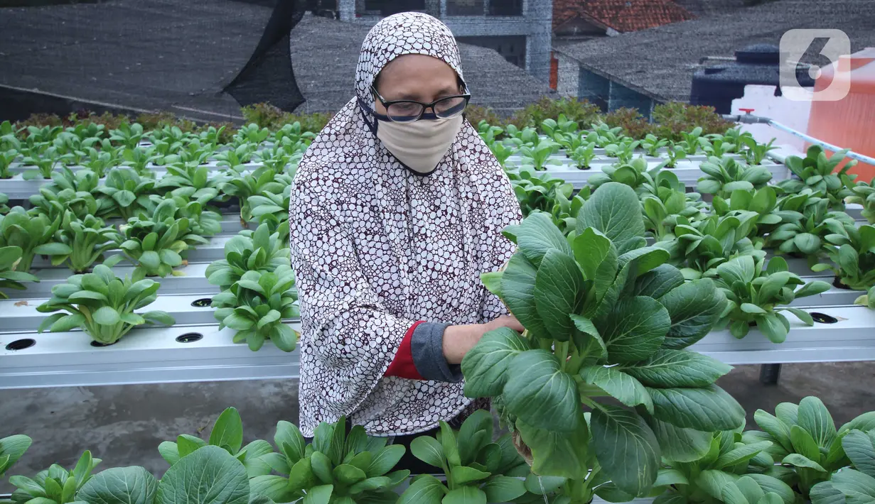 Warga merawat sayuran yang ditanam menggunakan metode hidroponik di atap rumahnya di Ciledug, Kota Tangerang, Banten, Sabtu (24/10/2020). Atap rumah dimanfaatkan untuk budi daya sayuran hidroponik guna menambah pendapatan dan tetap produktif di masa pandemi COVID-19. (Liputan6.com/Angga Yuniar)