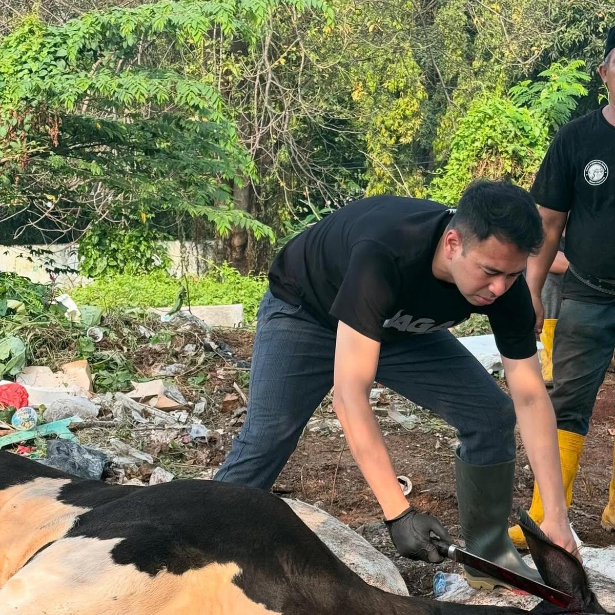 Potret Raffi Ahmad Potong Sapi Kurban Pakai Golok Khusus Bertuliskan Nama Sendiri