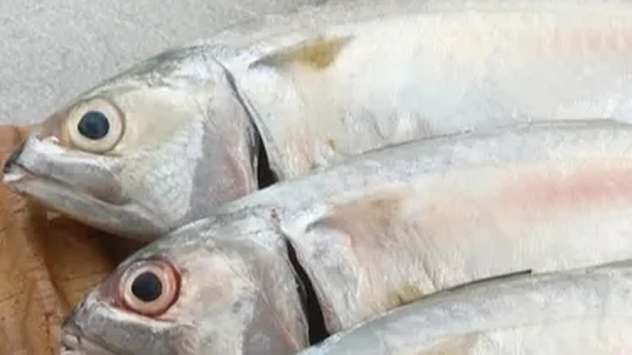 2. Ikan Kembung