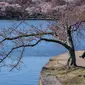 Pohon sakura yang sedang mekar ini merupakan hasil dari pemberian pemerintah Jepang. (AP Photo/Jacquelyn Martin)