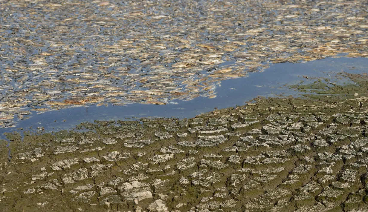 Menurut laporan media, daerah tersebut tidak mengalami hujan selama berminggu-minggu, dan air di waduk terlalu rendah sehingga makhluk di dalamnya tidak dapat bertahan hidup. (STR / AFP)