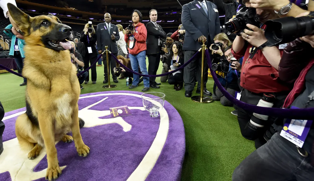 Sejumlah fotografer mengabadikan rumor usai menjuarai kompetisi Best in Show di Westminster Kennel Club Dog Show, di New York City, AS (14/2). Rumor, pemenang Best In Show di Westminster Kennel Club Dog Show ke-141. (Drew Angerer / Getty Images / AFP)