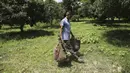 Seorang petani membawa lengkeng di sebuah kebun di pinggiran Jammu, India, Sabtu, 19 Juni 2021. Lengkeng dikenal sebagai buah yang menyejukkan di musim panas dan sangat diminati di musim panas. (AP Photo/Channi Anand)