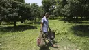 Seorang petani membawa lengkeng di sebuah kebun di pinggiran Jammu, India, Sabtu, 19 Juni 2021. Lengkeng dikenal sebagai buah yang menyejukkan di musim panas dan sangat diminati di musim panas. (AP Photo/Channi Anand)
