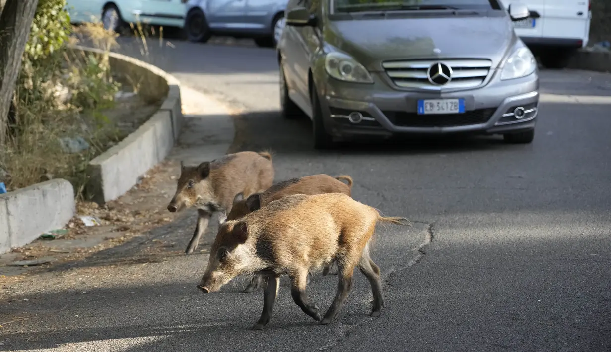 Babi hutan menyeberang jalan di Roma, Italia pada 24 September 2021. Gerombolan babi hutan berlarian di jalan-jalan kota, menjulurkan moncongnya ke tempat sampah mencari makanan telah menjadi pemandangan sehari-hari di Roma. (AP Photo/Gregorio Borgia)