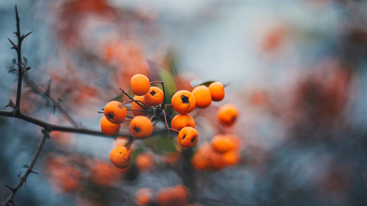 Buah Kesemek