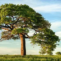 Ilustrasi mimpi menebang pohon besar/Copyright unsplash/niko photos