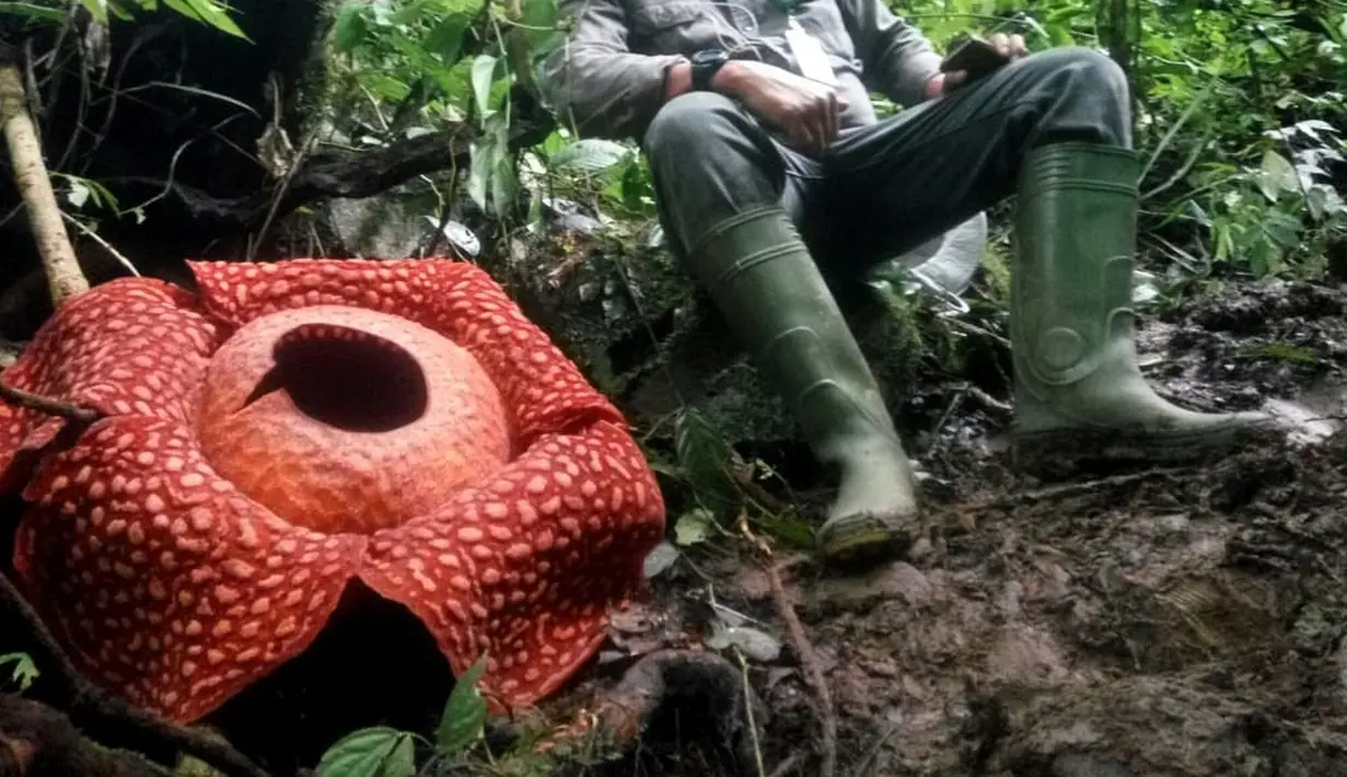 Gambar yang dirilis 3 Januari 2020 memperlihatkan seorang pria duduk di dekat bunga Rafflesia Tuan Mudae yang mekar di Cagar Alam Maninjau, Kabupaten Agam, Sumatera Barat. Di Indonesia bunga Rafflesia tuan-mudae belum ditemukan di provinsi selain Sumatera Barat. (HO/West Sumatra BKSDA/AFP)