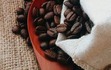 Perbedaan Robusta dan Arabika dan Karakteristiknya, Pencinta Kopi Wajib Tahu