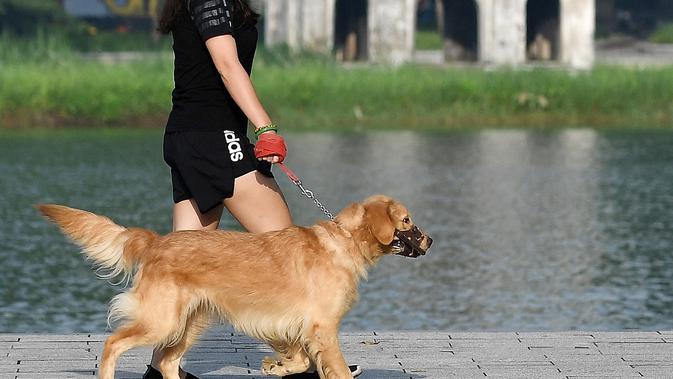 Seorang wanita dan anjingnya berjalandi sepanjang danau Hoan Kiem di Hanoi setelah kegiatan olahraga outdoor diizinkan menyusul pelonggaran pembatasan Covid-19, Selasa (28/9/2021). Sejauh ini, 94 persen dari populasi orang dewasa di Hanoi sudah menerima dosis pertama vaksin Covid. (Nhac NGUYEN/AFP)